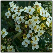 Sea-kale, Crambe maritima
