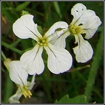 Wild Radish, Raphanus raphanistrum