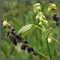 Tall Melilot, Melilotus altissima
