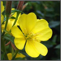Intermediate Evening-primrose, Oenothera x fallax