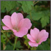 French Crane's-bill, Geranium endressii
