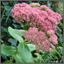 Sedum spectabile