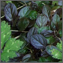 Bugle, Ajuga reptans var atropurpurea
