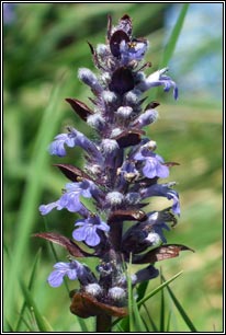 Bugle, Ajuga reptans var atropurpurea