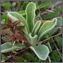 Rose Campion, Lychnis coronaria