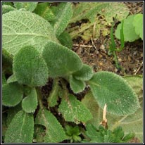 Lamb's-ear, Stachys byzantina