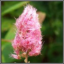 Confused Bridewort, Spiraea x pseudosalicifolia