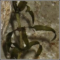 Nuttall's Waterweed, Elodea nuttallii