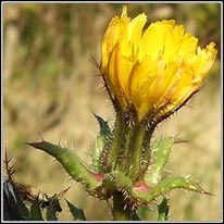 Bristly Ox-tongue, Picris echiodes