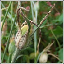 Corncockle, Agrostemma githago