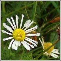 Austrian Chamomile, Anthemis austriaca