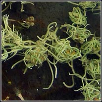 Stoneworts, Charophytes