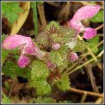 Spotted Dead-nettle, Lamium maculatum