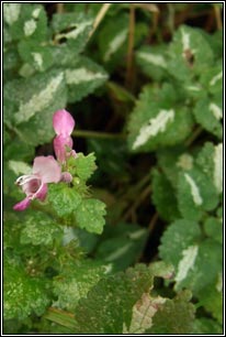 Spotted Dead-nettle, Lamium maculatum