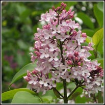 Lilac, Syringa vulgaris