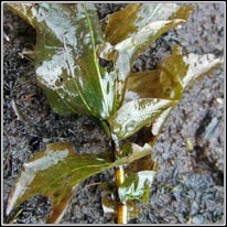 Perfoliate Pondweed, Potamogeton perfoliatus
