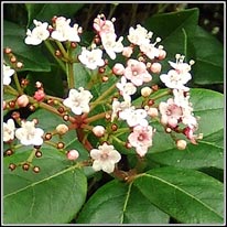 Laurustinus, Viburnum tinus