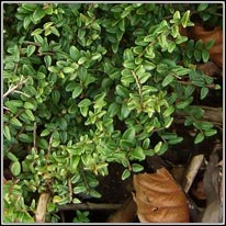 Wilson's Honeysuckle, Lonicera nitida