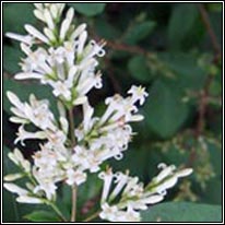 Garden Privet, Ligustrum ovalifolium
