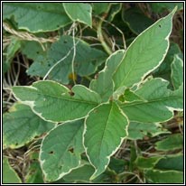 Weigela, Weigela florida