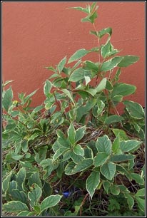 Weigela, Weigela florida