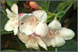 Weigela, Weigela florida