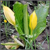 American Skunk-cabbage, Lysichiton americanus