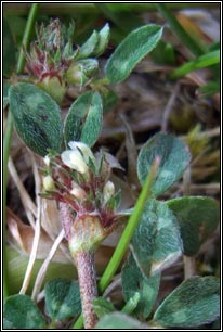 Rough Clover, Trifolium scabrum