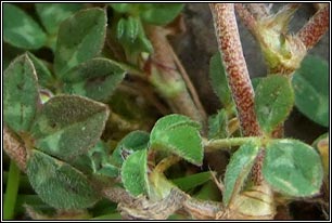 Rough Clover, Trifolium scabrum