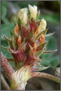 Rough Clover, Trifolium scabrum