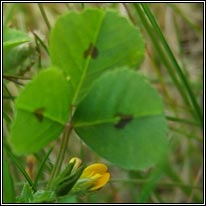 Spotted Medick, Medicago arabica