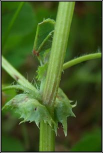 Spotted Medick, Medicago arabica