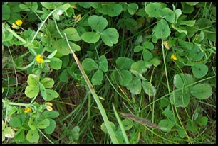 Spotted Medick, Medicago arabica