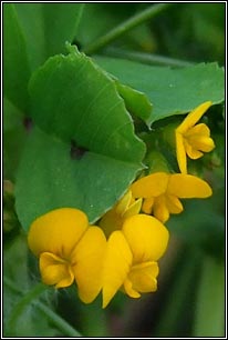 Spotted Medick, Medicago arabica