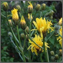Rough Hawk's-beard, Crepis biennis