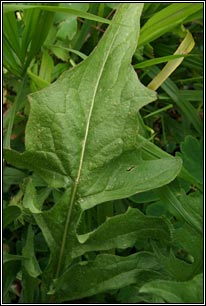 Rough Hawk's-beard, Crepis biennis