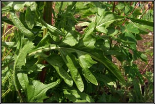 Rough Hawk's-beard, Crepis biennis