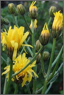 Rough Hawk's-beard, Crepis biennis