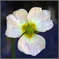 Lesser Water-plantain, Baldellia ranunculoides