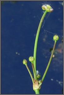 Lesser Water-plantain, Baldellia ranunculoides