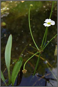 Lesser Water-plantain, Baldellia ranunculoides