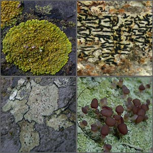 Crustose and Placodioid lichens