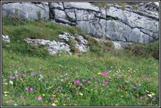 The Burren, Co.Clare