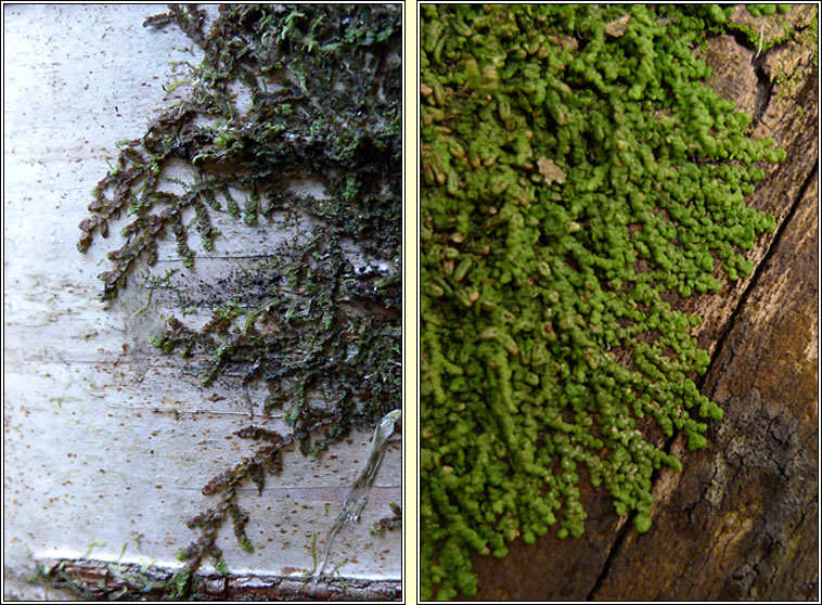 Frullania dilatata, Dilated Scalewort