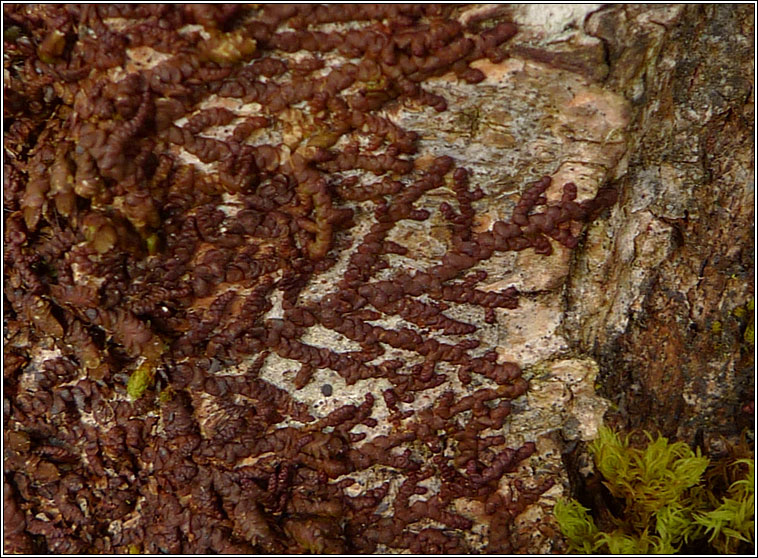 Frullania dilatata, Dilated Scalewort