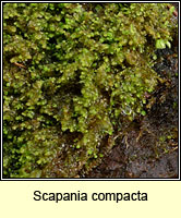 Scapania compacta, Thick-set Earwort