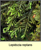 Lepidozia reptans, Creeping Fingerwort
