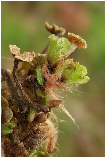 Liverwort, Marchantia polymorpha