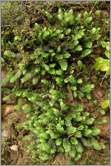 Moss, Fissidens species