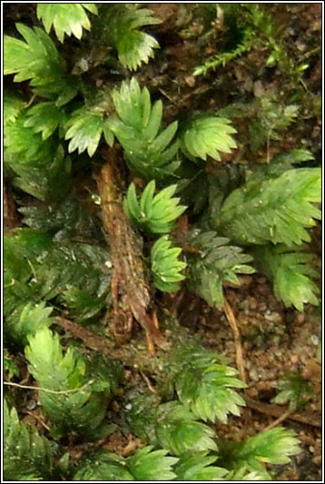 Moss, Fissidens species
